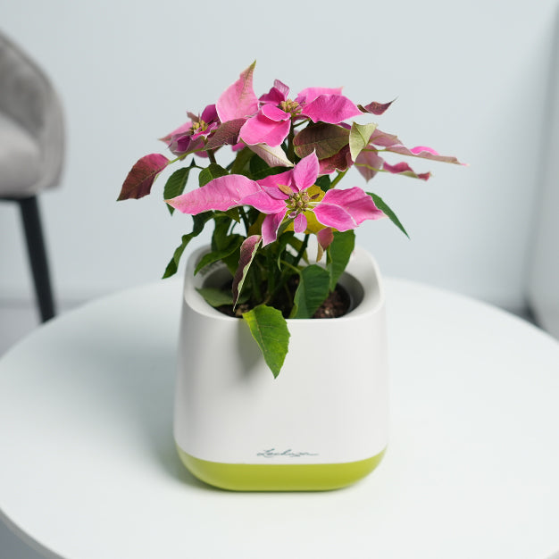 Poinsettia - Pink