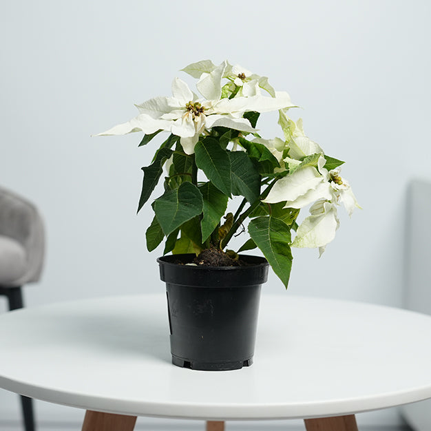 Poinsettia - White