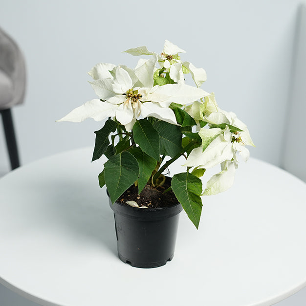 Poinsettia - White
