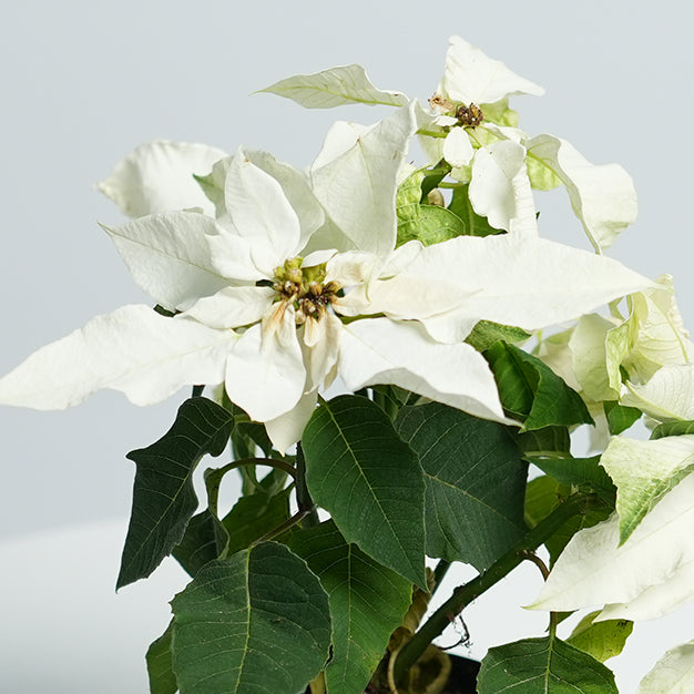 Poinsettia - White