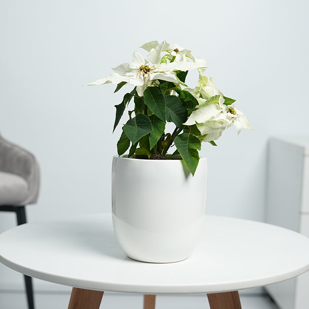 Poinsettia - White
