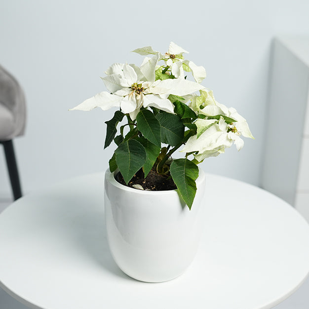 Poinsettia - White