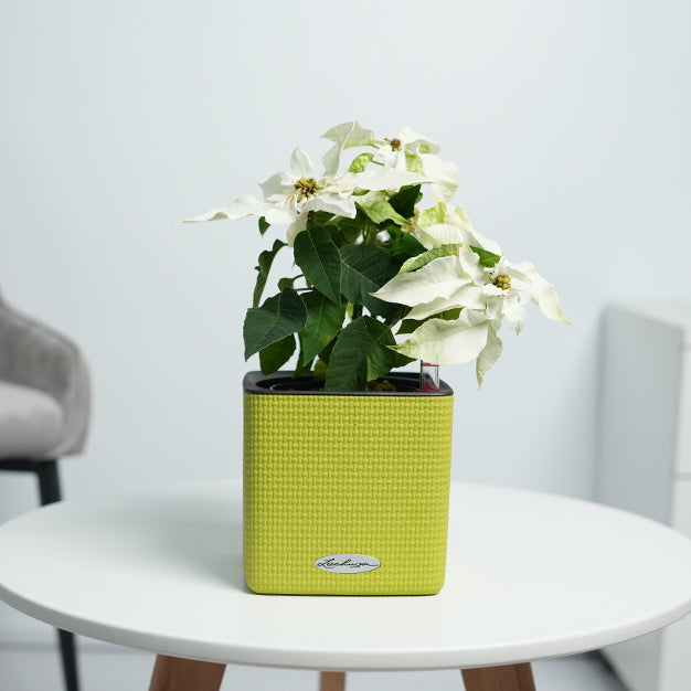 Poinsettia - White