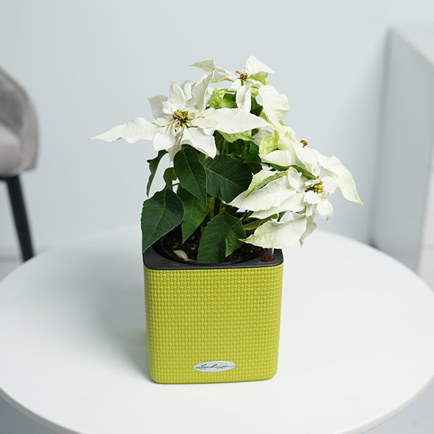Poinsettia - White