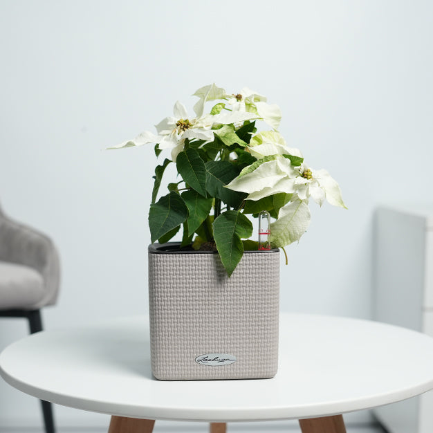 Poinsettia - White
