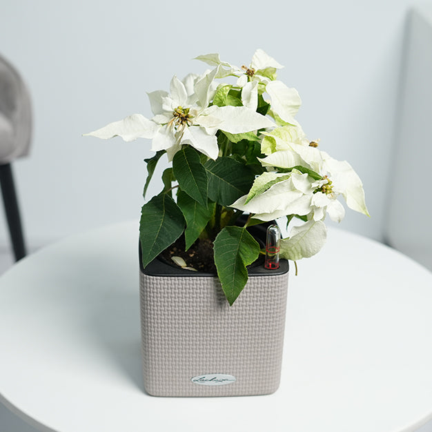 Poinsettia - White