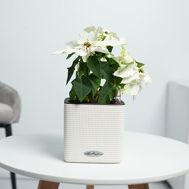 Poinsettia - White