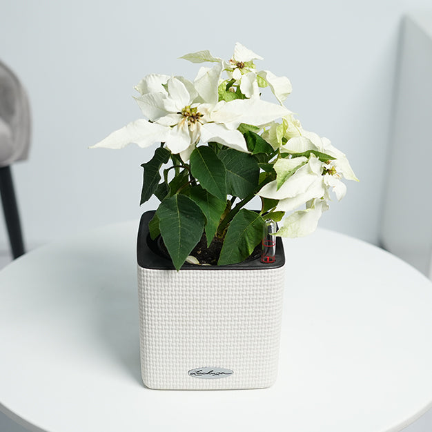 Poinsettia - White