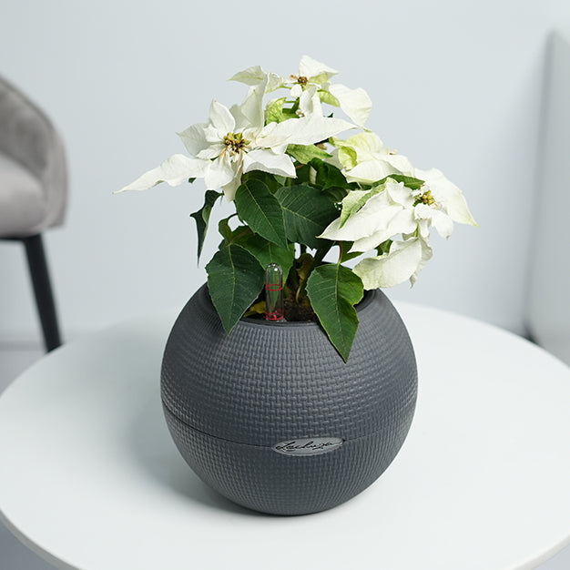 Poinsettia - White
