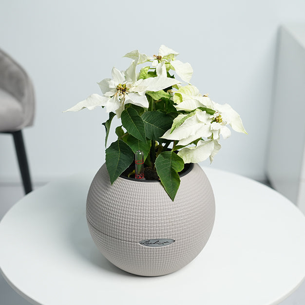 Poinsettia - White