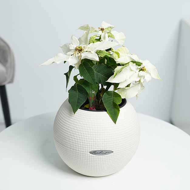 Poinsettia - White