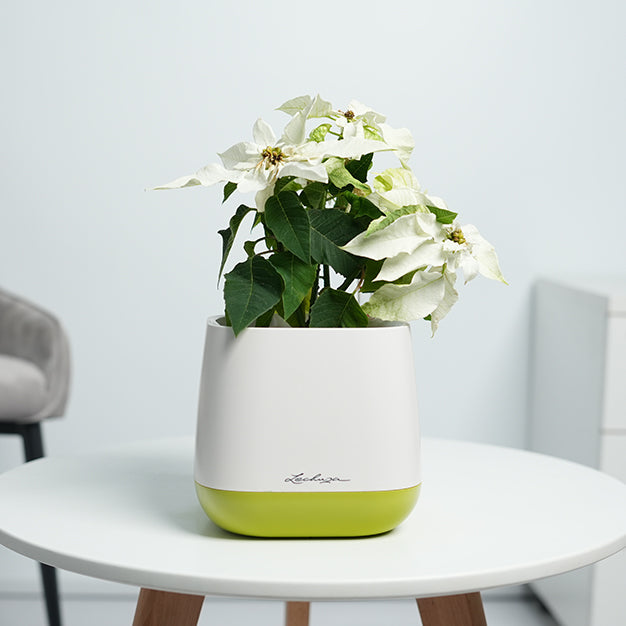 Poinsettia - White