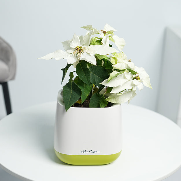 Poinsettia - White