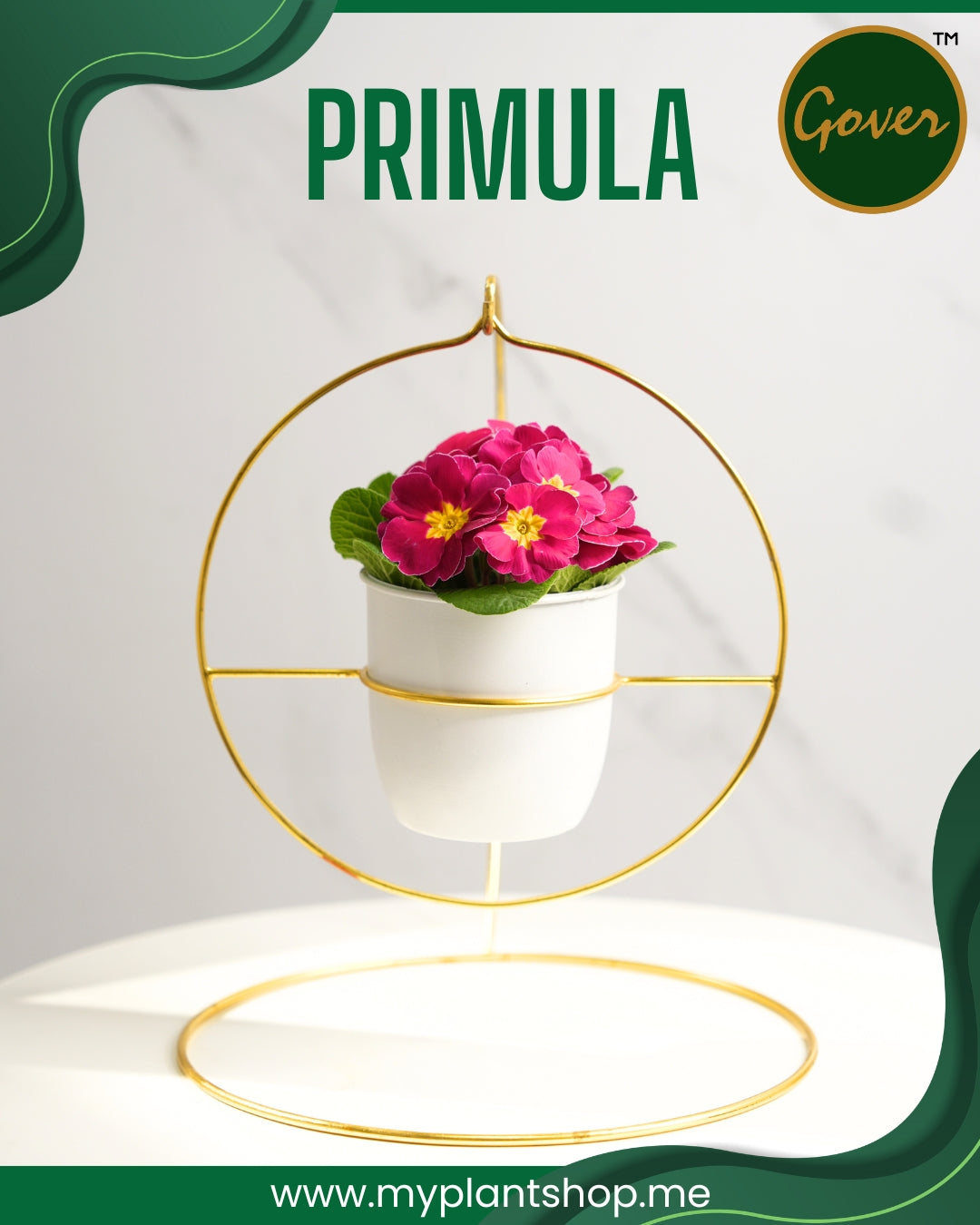 Primula – Vibrant Indoor Flowering Plant Dubai UAE (Without pot)