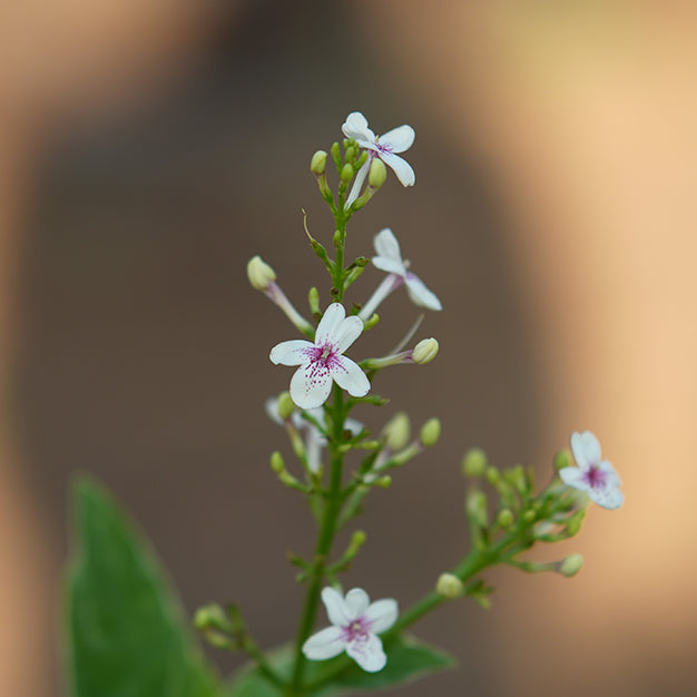 Eranthemum pulchellum
