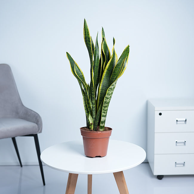Snake Plant (Sansevieria Trifasciata)