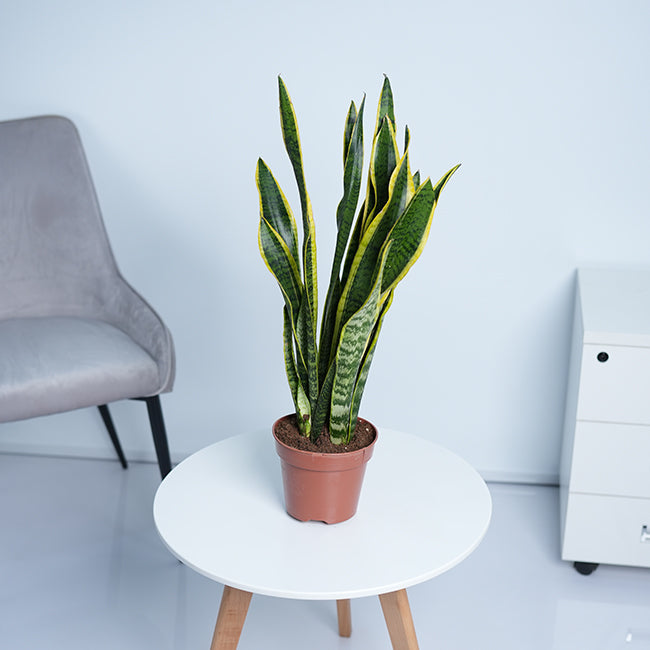 Snake Plant (Sansevieria Trifasciata)