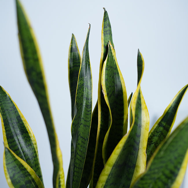 Snake Plant (Sansevieria Trifasciata)