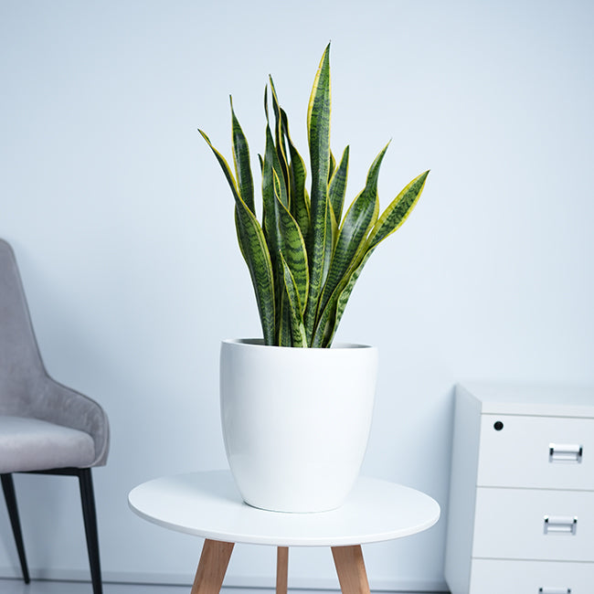 Snake Plant (Sansevieria Trifasciata)