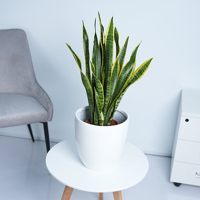 Snake Plant (Sansevieria Trifasciata)