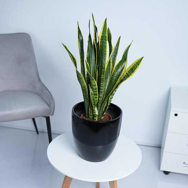 Snake Plant (Sansevieria Trifasciata)