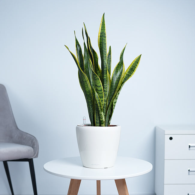 Snake Plant (Sansevieria Trifasciata)