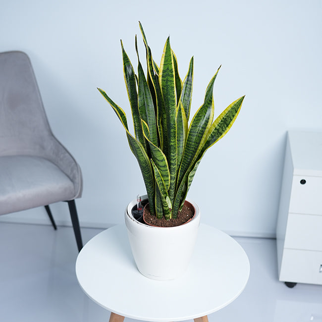 Snake Plant (Sansevieria Trifasciata)