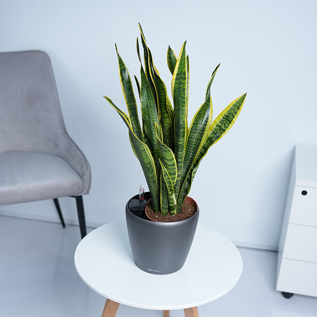 Snake Plant (Sansevieria Trifasciata)