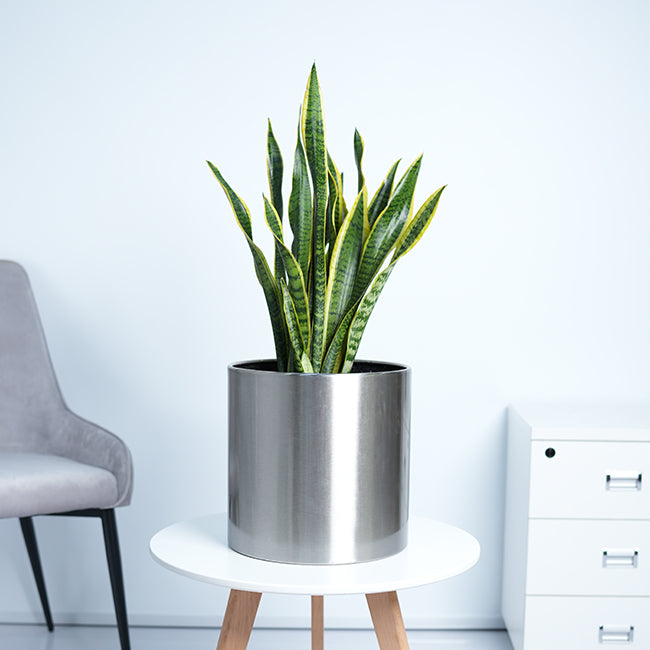 Snake Plant (Sansevieria Trifasciata)