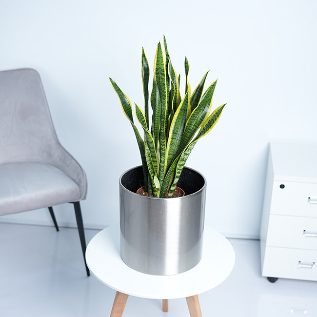 Snake Plant (Sansevieria Trifasciata)