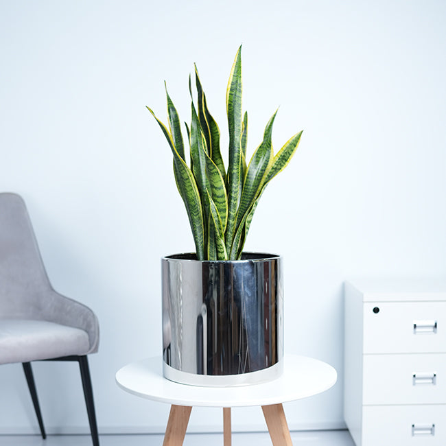 Snake Plant (Sansevieria Trifasciata)