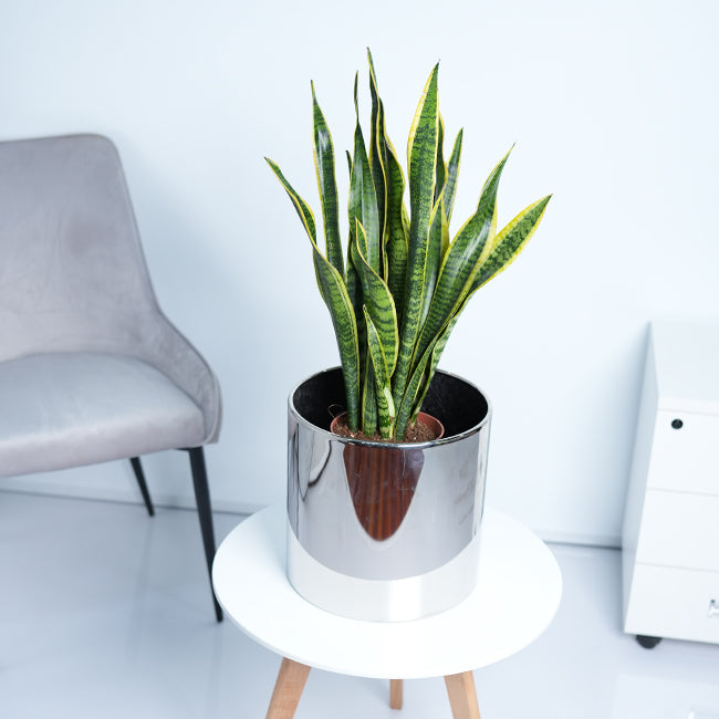 Snake Plant (Sansevieria Trifasciata)