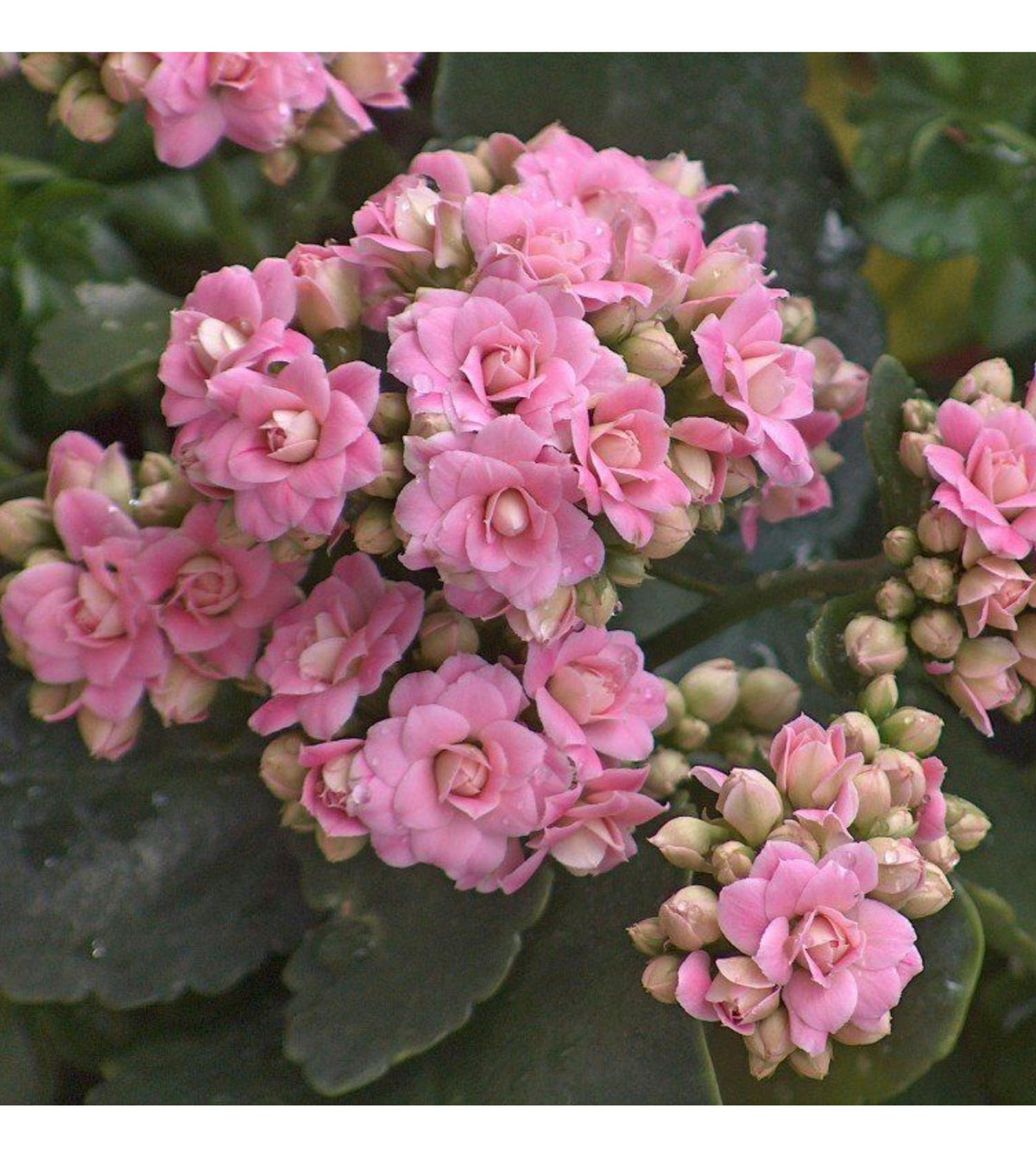 Kalanchoe