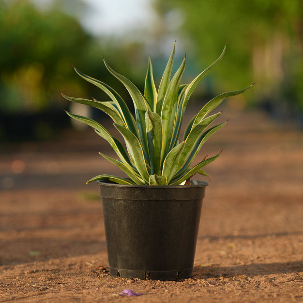indoor agave plant Agave Outdoor Plant | Century Plant