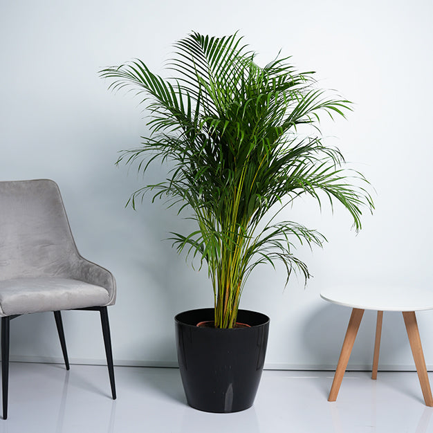 Areca Palm Plant
