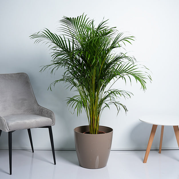Areca Palm Plant