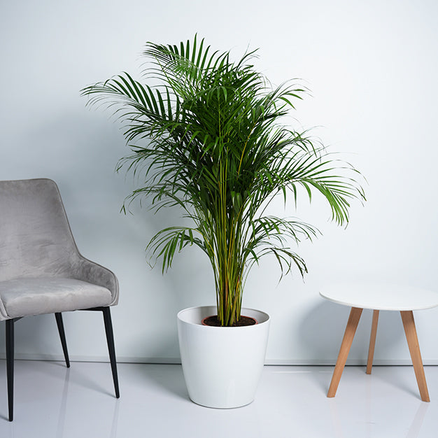 Areca Palm Plant