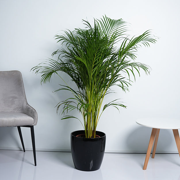 Areca Palm Plant
