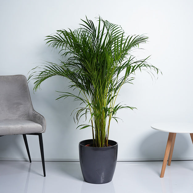 Areca Palm Plant