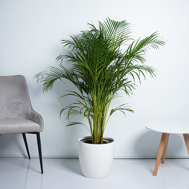 Areca Palm Plant