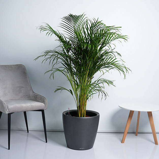 Areca Palm Plant