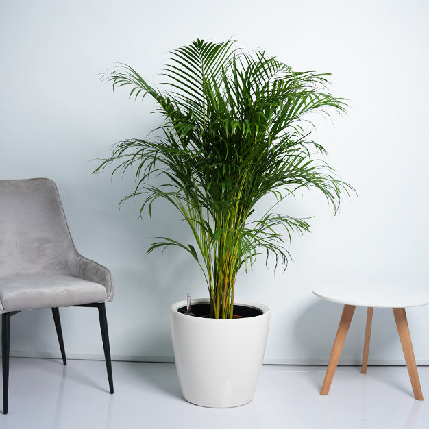 Areca Palm Plant