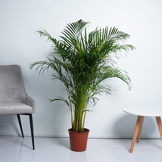 Areca Palm Plant