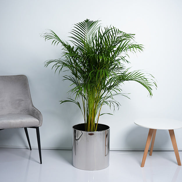 Areca Palm Plant