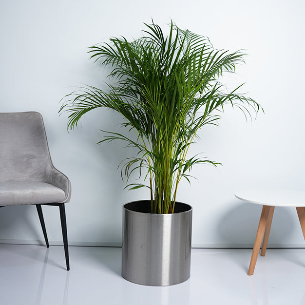 Areca Palm Plant