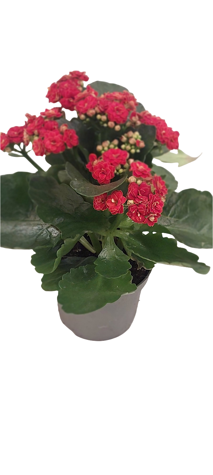 Kalanchoe