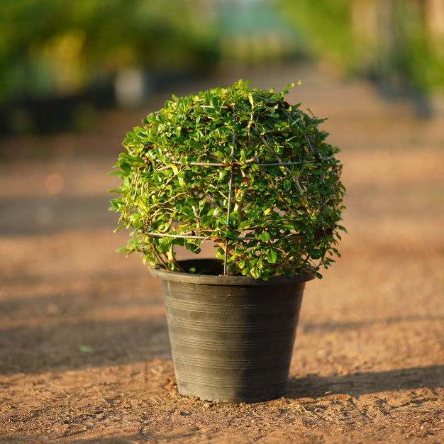 Buxus