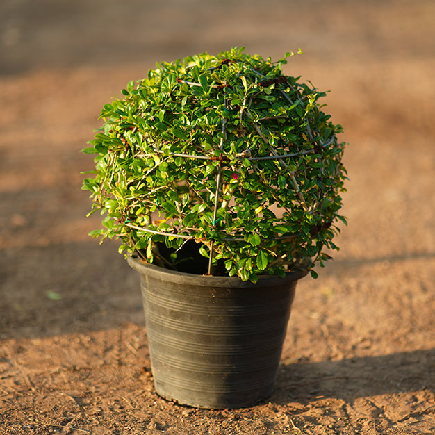 Buxus