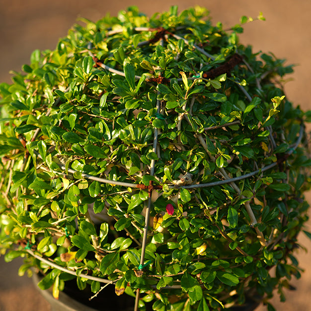 Buxus