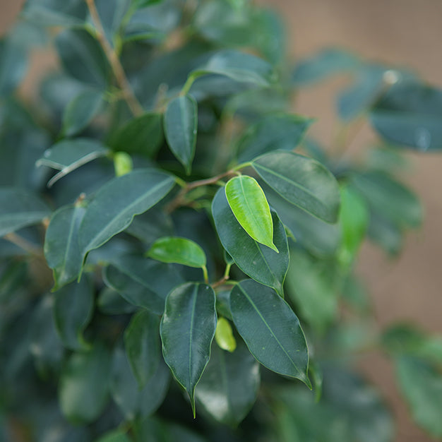 Ficus benjamina